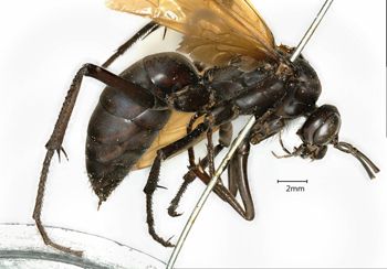 Media type: image;   Entomology 10012 Aspect: habitus lateral view